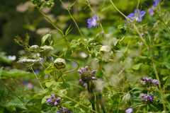 Codonopsis rotundifolia
